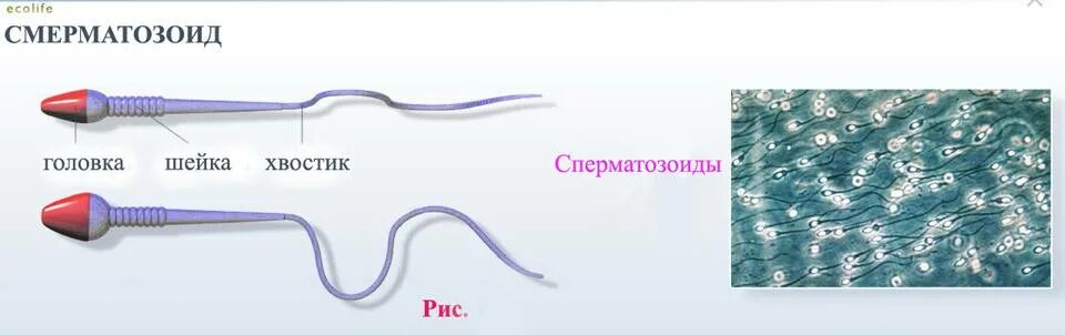 Женские спермии. Схема строения сперматозоида. Сперматозоид строение анатомия. Микроскопическое строение сперматозоида. Как выглядит сперматозоид.