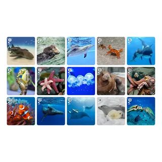 Морские животные 4 буквы
