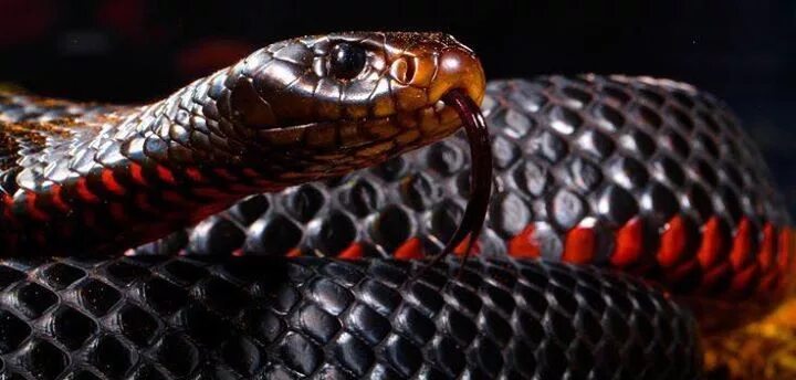 Regal Ringneck Snake (Diadophis punctatus regalis); Sycamore Canyon, AZ