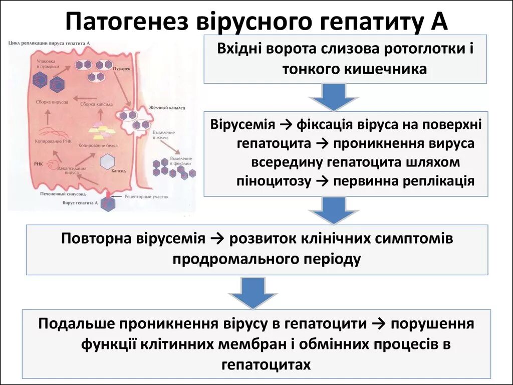 Гепатит а патогенез. Патогенез вирусного гепатита в схема. Патогенез гепатита а схема. Вирусный гепатит е патогенез. Патогенез гепатита а у детей.