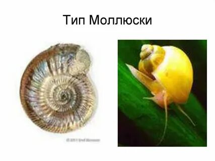 Представителями типа моллюсков являются