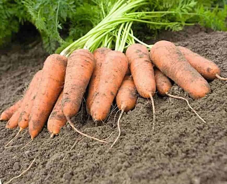Как растет морковь. Морковь тангерина f1. Тангерина f1 семена моркови. Морковь сорта Леандр. Морковь сорт МО.