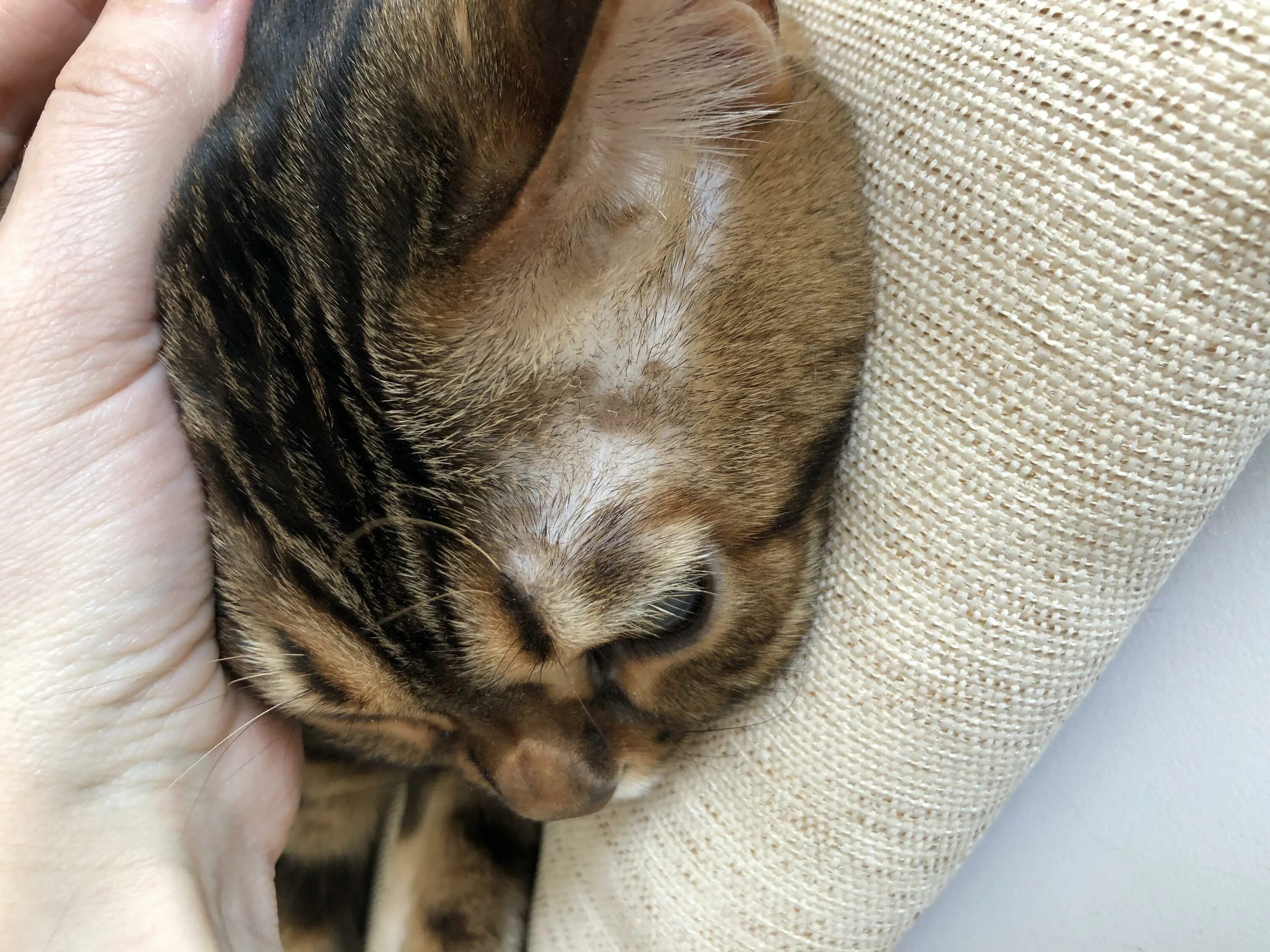 Кошачья макушка. Макушки кошки. Уши кота. Макушки кошки. Макушки кошки.