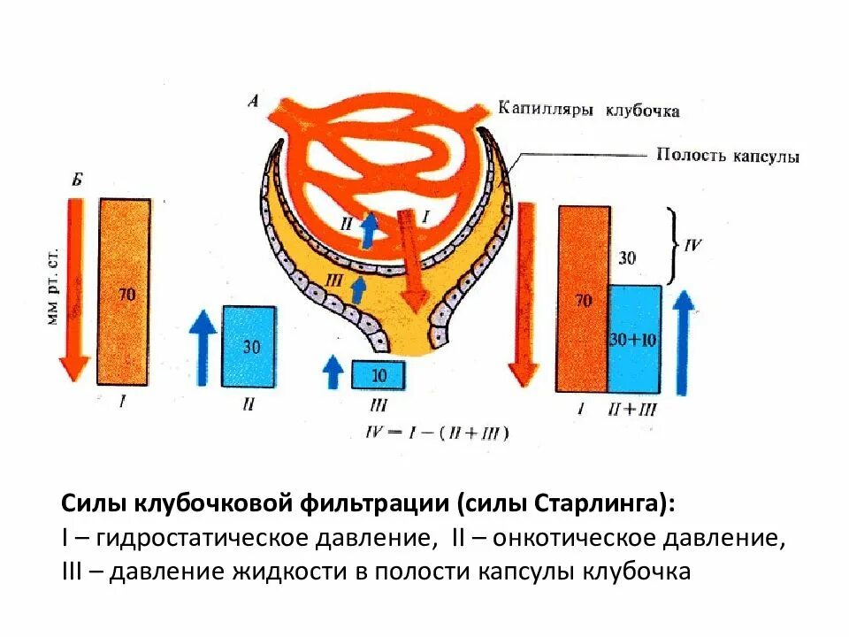 Высокое давление в капиллярном клубочке. Гидростатическое давление в капиллярах клубочка. Фильтрация жидкости онкотическое давление. Гидростатическое и онкотическое давление. Гидростатическое давление и онкотическое давление.