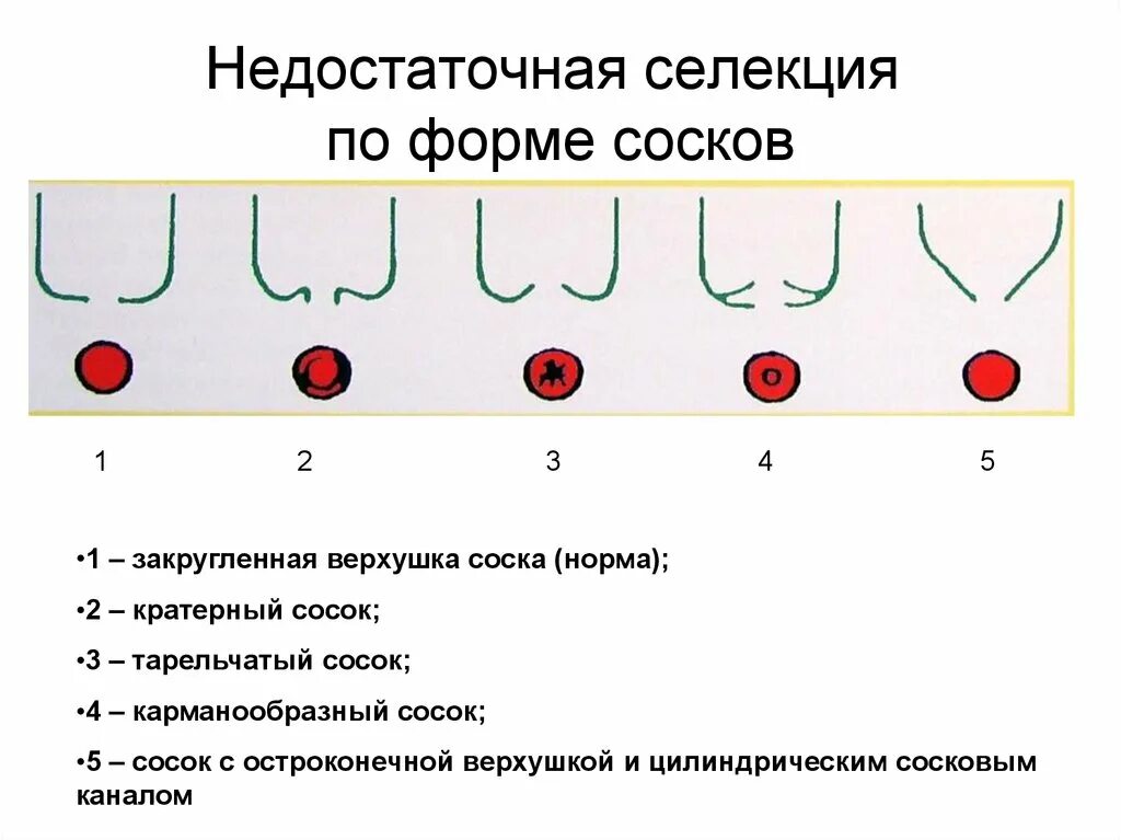 Почему нет сосков. Почему нет сосков