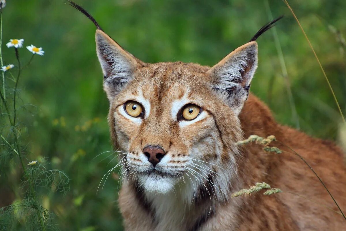 Обыкновенная Сибирская Рысь. Гималайская Рысь. Обыкновенная Рысь Lynx Lynx. Рысь Байкальский заповедник. Тема рысь