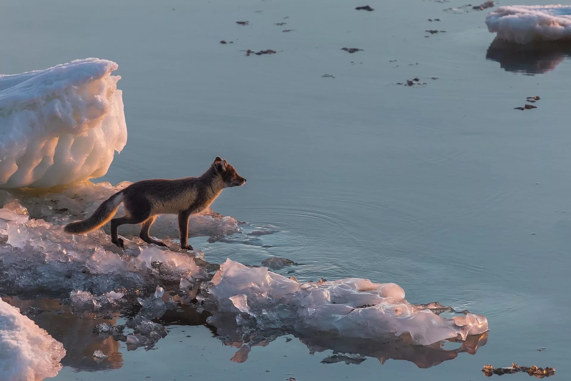 Фауна Арктики. Песец. Лиса в Арктике. Ice fox