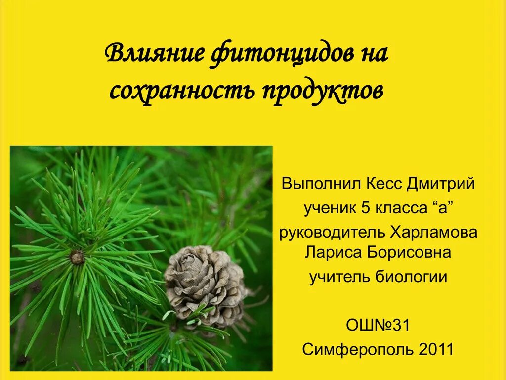 Влияние на хвойные. Фитонциды растений. Фитонциды хвойных. Влияние фитонцидов. Фитонциды сосны.