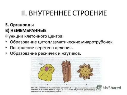 Клеточный центр характеристика органоида