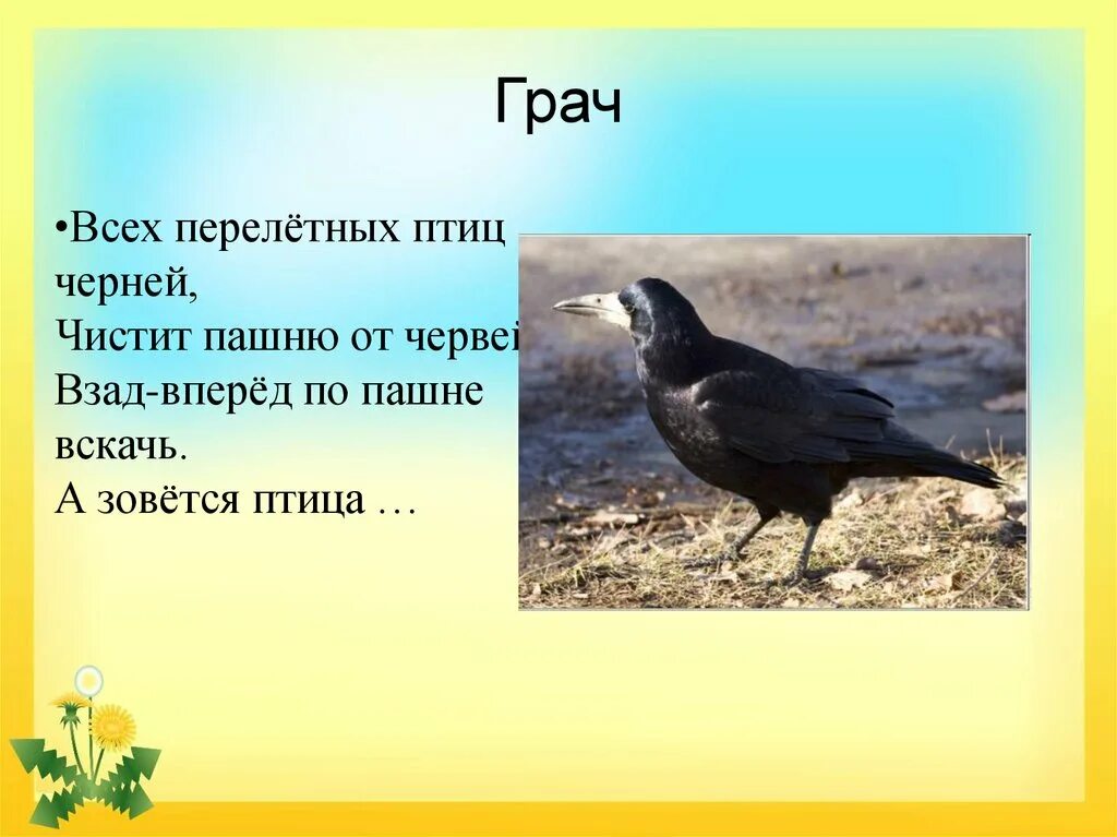 2 предложения о грачах. Грачи. Грач (птица). Перелетные птицы. Загадка про Грача для детей.