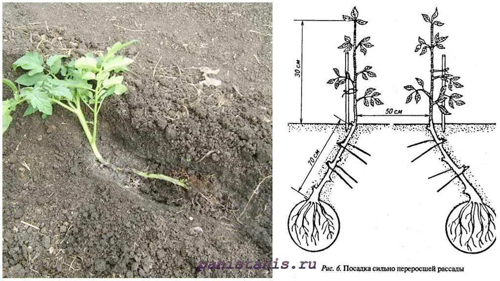 Схема рассады томатов. Посадка томатов под углом. посадка переросших томатов. высадка переросшей рассады. схема посадки томатов лежа.