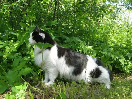 Кусты кошки