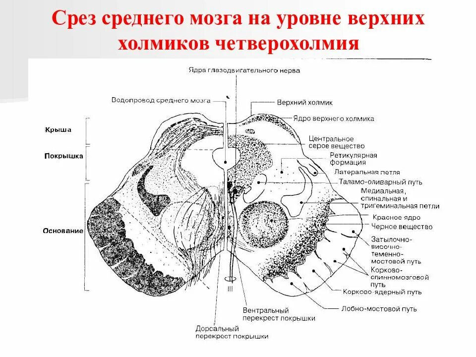 Область среднего мозга. Срез среднего мозга на уровне верхних холмиков. Срез среднего мозга на уровне верхних холмиков четверохолмия. Срез среднего мозга на уровне нижних холмиков. Средний мозг срез схема.