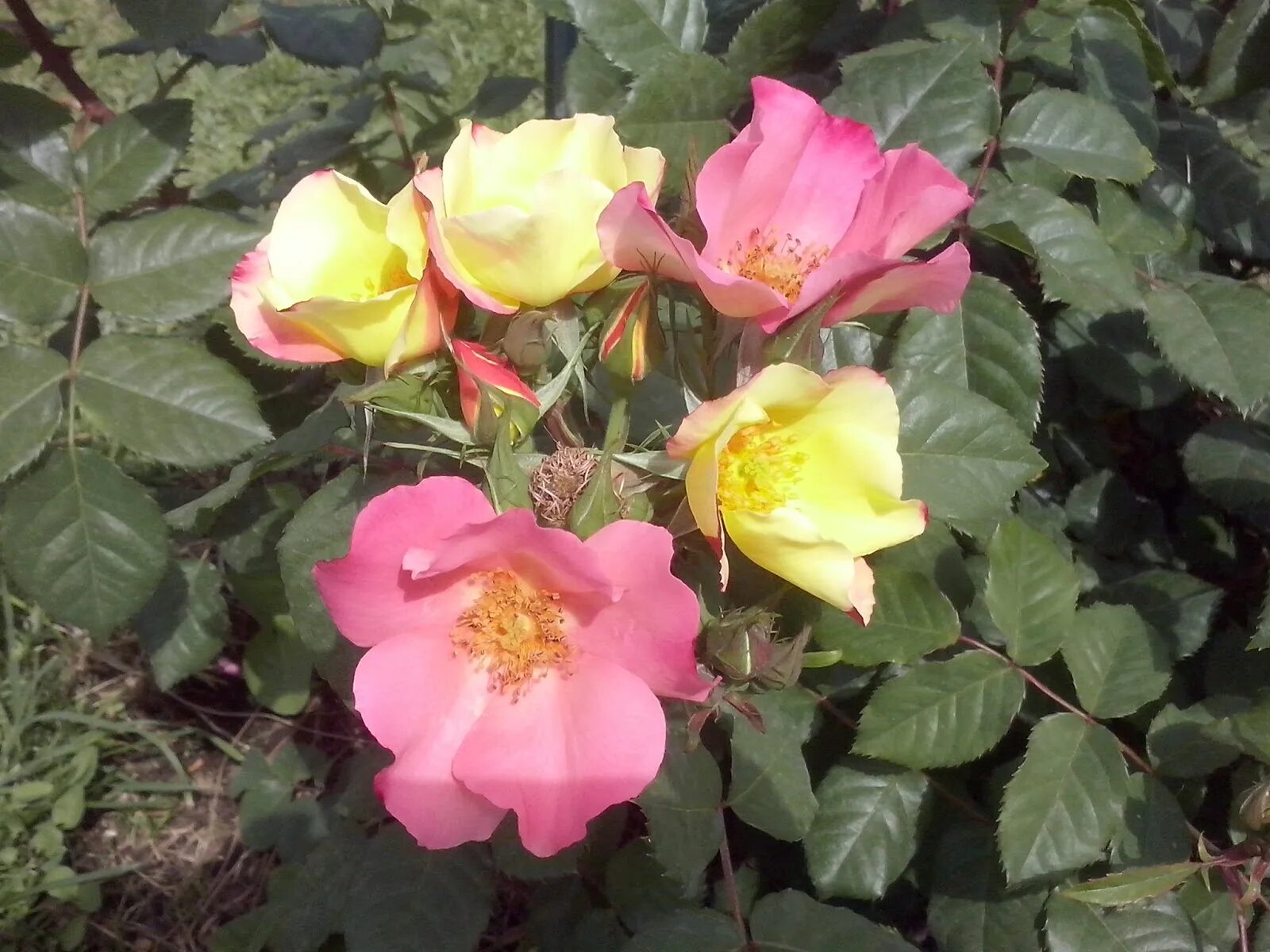 Обжаренный красный перец в рассоле grilled red paprika in brine 580 гр. Роза соле люна rosa sole e luna. Красный перец жареный horeca. Роза соле люна rosa sole e luna. Э соле соле.