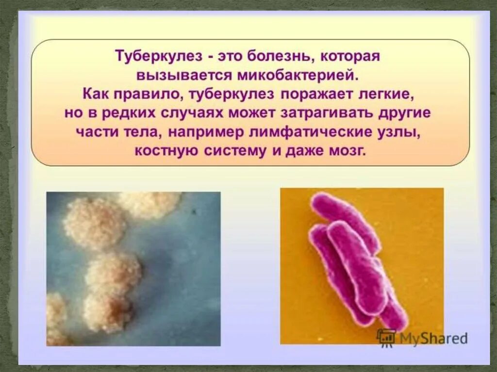 Туберкулез tuberculosis. Палочка Коха туберкулез. Туберкулез презентация. Туберкулез бактериальное заболевание. Туберкулёз призентация.