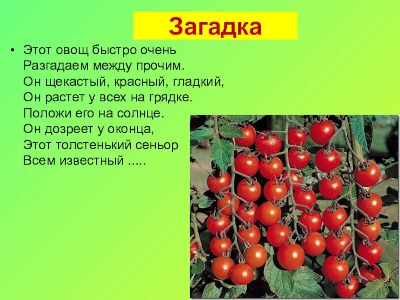 Старый и новый свет биология. Дары нового света доклад. Сообщение на тему дары нового света. Дары нового света биология. Дары старого света растения.