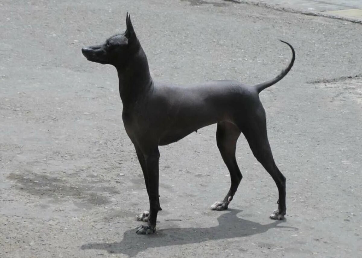 Древнейшая порода. Порода Анубис. Египетские собаки породы Анубис. Порода лысая собака Анубис. Порода собак Анубис черная.