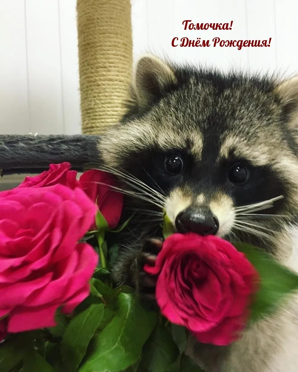 Raccoon roll: найдено 82 картинок