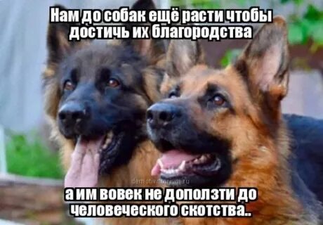 Нам до собак еще расти чтоб вровень