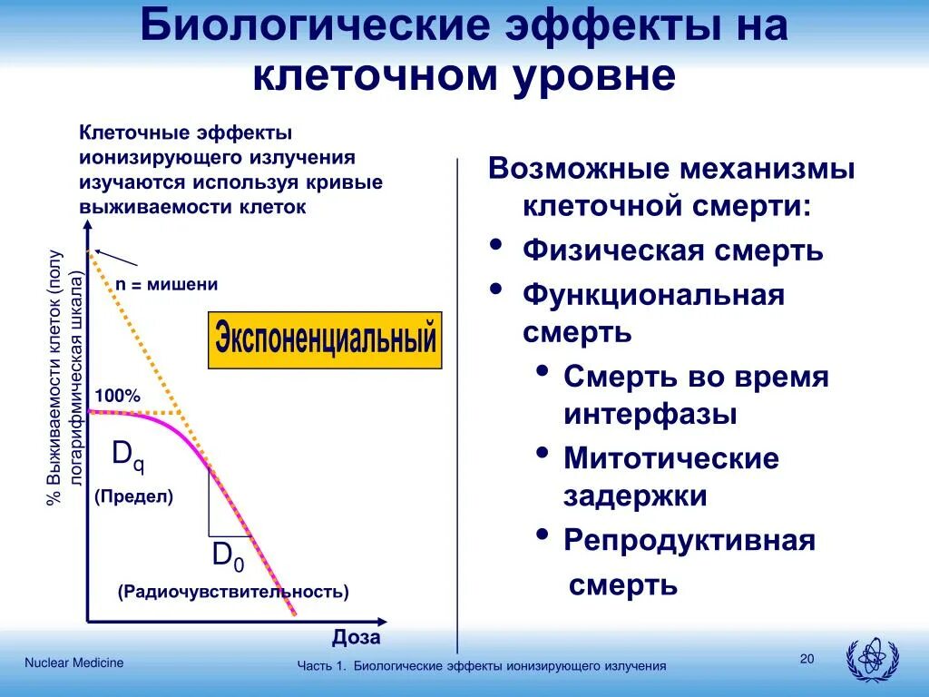 Виды биологических эффектов. Биологические эффекты. Классы биологических эффектов. Клеточный эффект. Биологические эффекты ионизирующих лучей.