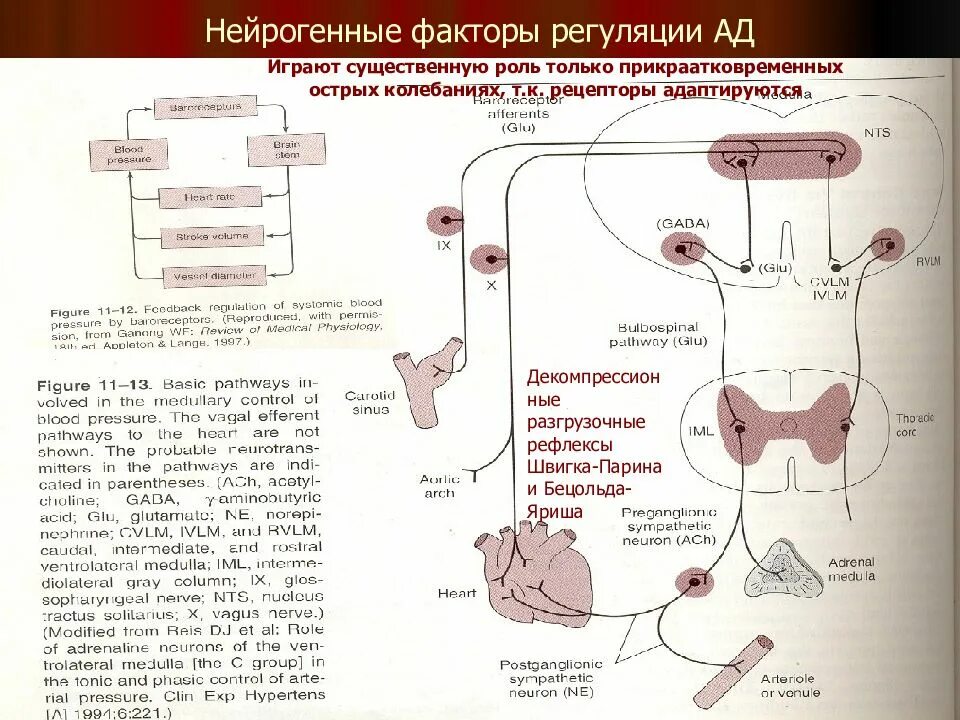 Рефлекторная дуга регуляции артериального давления. Схема регуляции ад. Рефлекс парина схема. Рефлексы регуляции давления артериального.