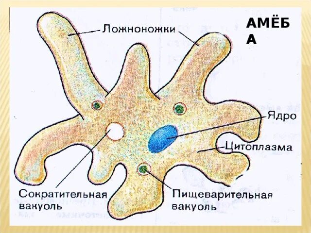 Амеба обыкновенная фото и строение