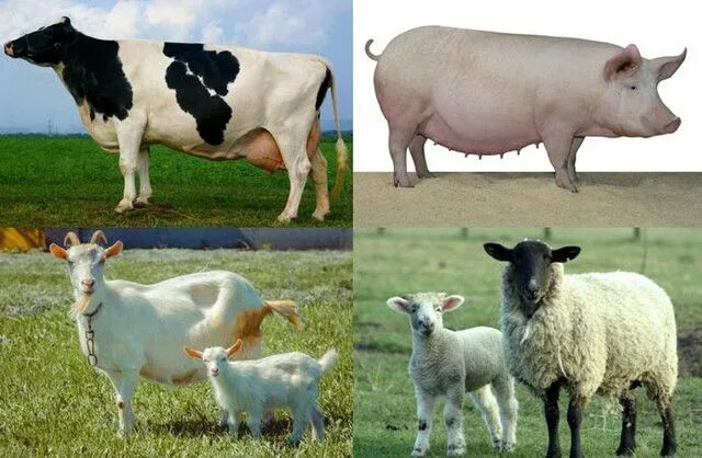 Корова и свинья. Корова свинья коза. Корова и овца. Корова свинья овца. Корова коза овца свинья