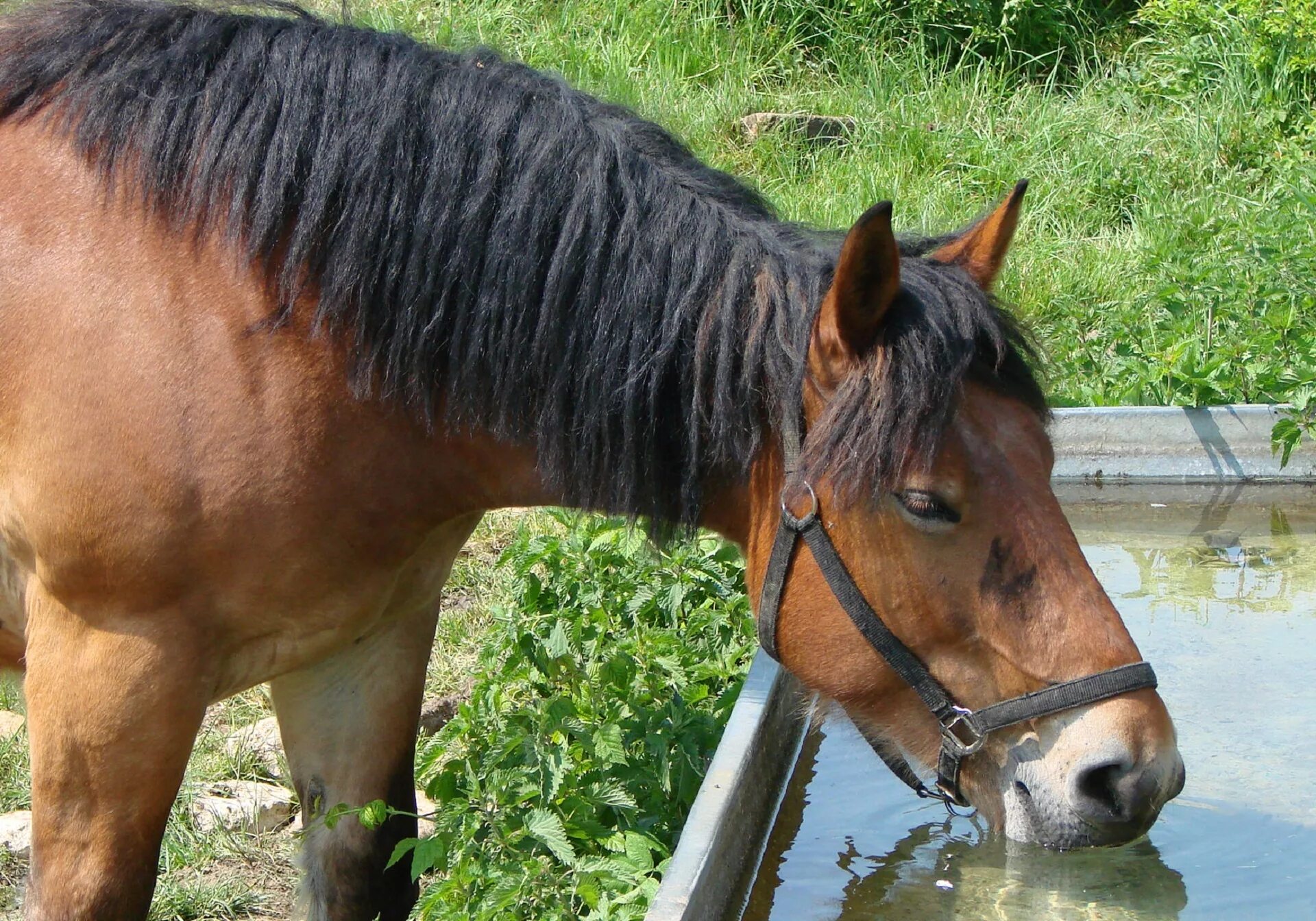 Коричневый конь. Лошадь пьет. Конь пьет воду. Лошадь пьет воду. Лошадь пьет чай