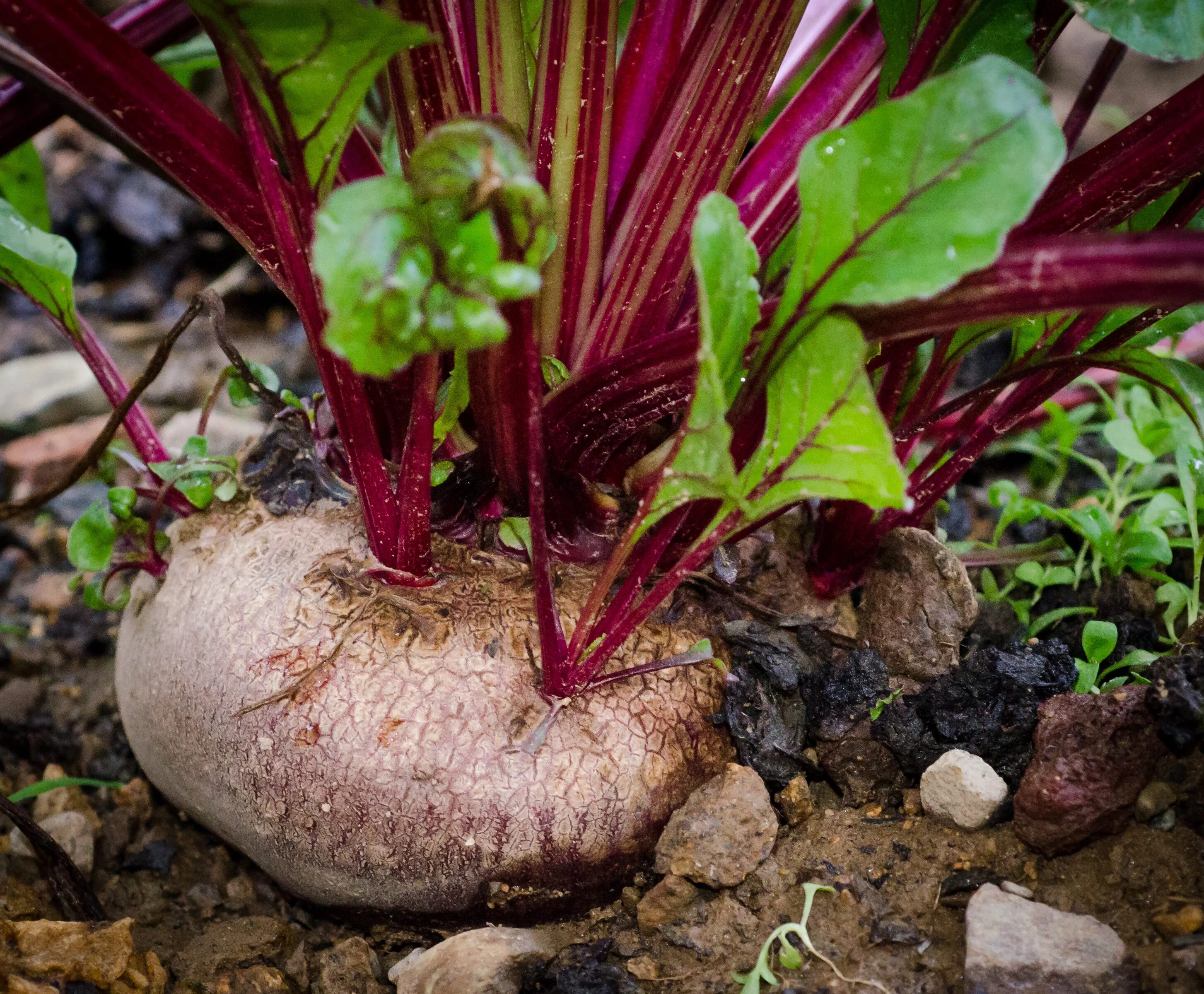 Свекла любит тень или солнце. Свекла обыкновенная- beta vulgaris. свекла столовая (beta vulgaris). свекла на грядке. корнеплоды на грядке.