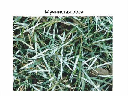 Мучнистая роса форум