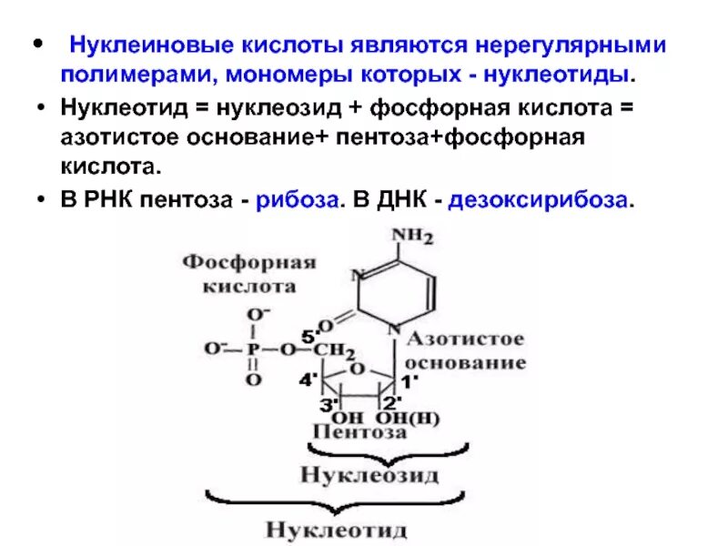 Нуклеотиды нуклеозиды нуклеиновые кислоты. Нуклеиновые кислоты строение нуклеотида. Нуклеотиды мономеры нуклеиновых кислот. Строение нуклеозидов РНК.