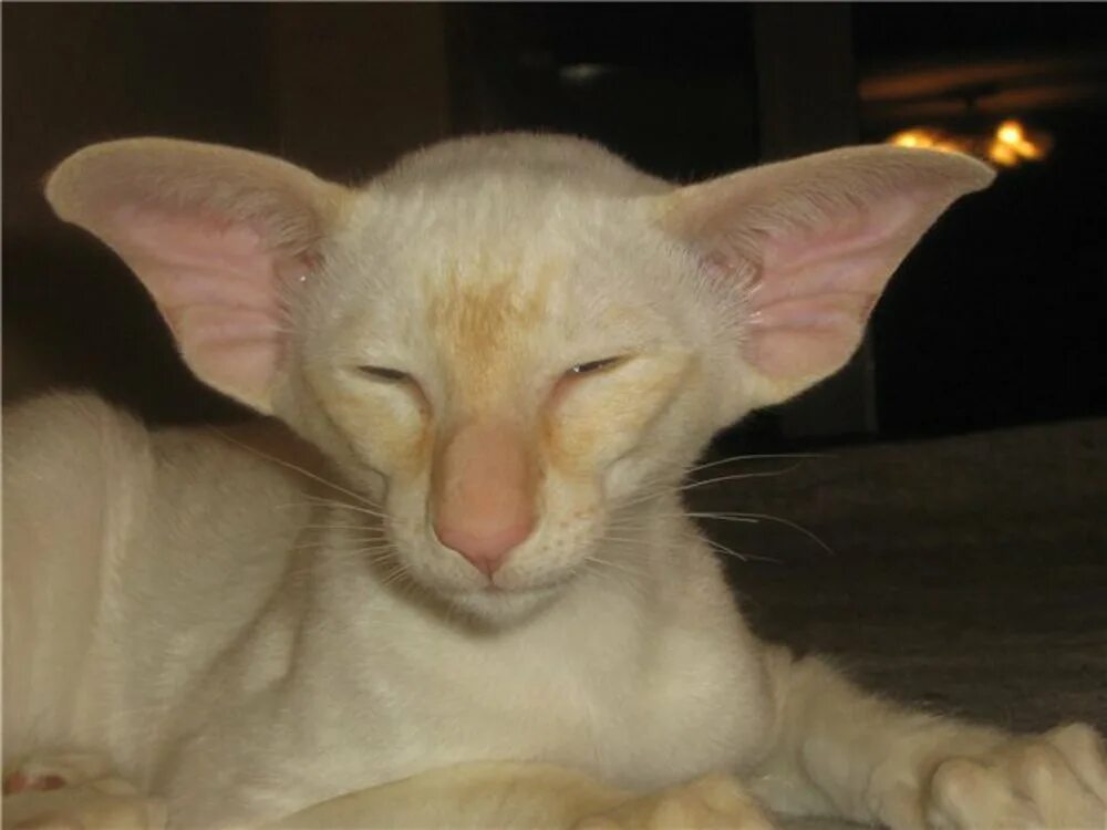 Ушастые коты. Лысые ушастые коты. Лысые коты с большими ушами.