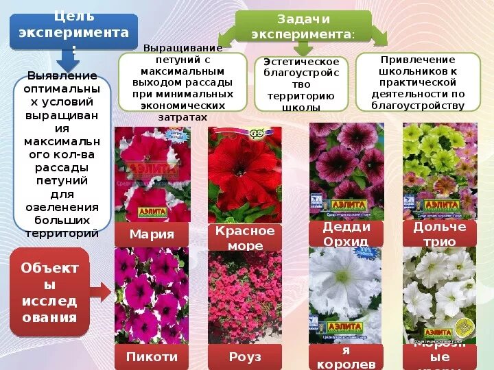 Петуния кустовая крупноцветковая. Вегетативная петуния мелкоцветковая. Петуния кустовая цветение.