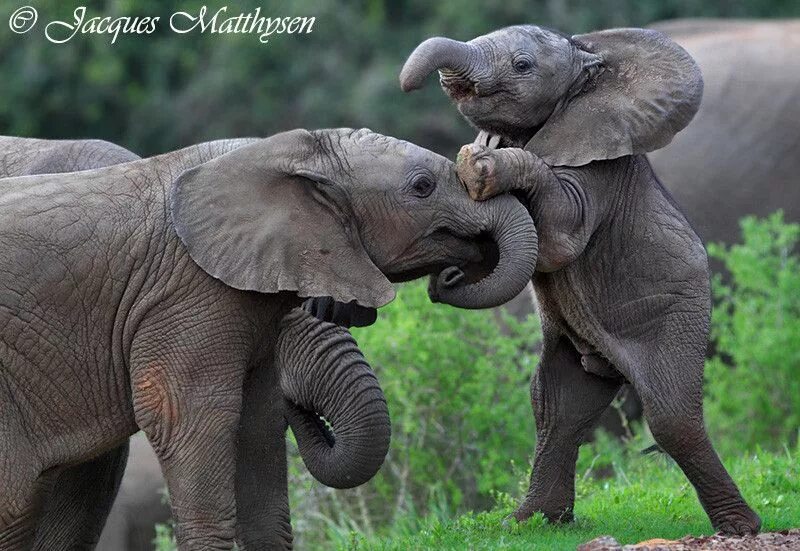 Elephant present. Слон настоящий. Слоненок настоящий. Маленький Слоненок. Слон с детенышем.