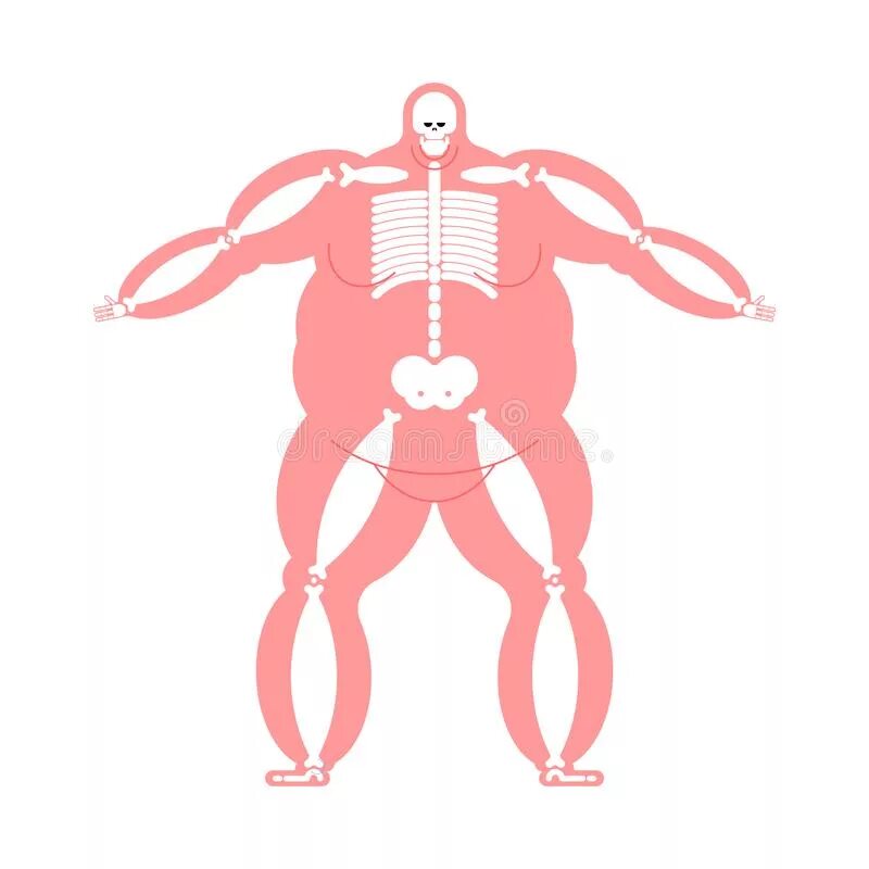 Скелет Толстого человека рентген. Скелет с широкой костью. Толстый человек скелет. Скелет толстых людей.