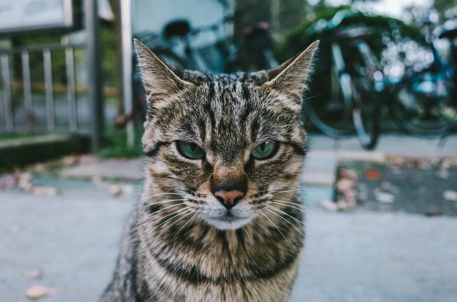 Злобный кот. Серьезный кот. Злой кот. Суровый кот. Кот со злой мордой.