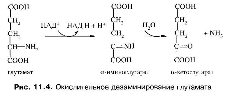 Окислительное дезаминирование глутаминовой кислоты. Прямое окислительное дезаминирование глутаминовой кислоты. Прямое окислительное дезаминирование аминокислот схема. Реакцию окислительного дезаминирования глутамата. Реакция дезаминирования глутаминовой кислоты.