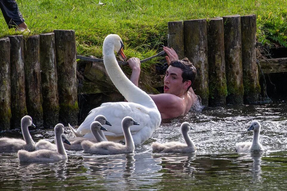 как драться с лебедем и выжить. как драться с лебедем и выжить. как драться с лебедем и выжить. лебедь приемыш. как драться с лебедем и выжить.