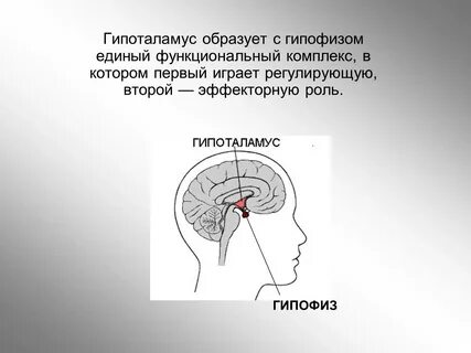 Точка гипоталамуса