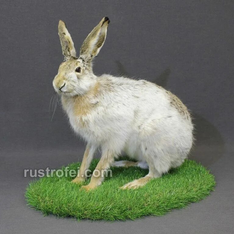Чучело кролика. Чучело зайца. Заяц беляк чучело. Чучело зайца. Чучело зайца.