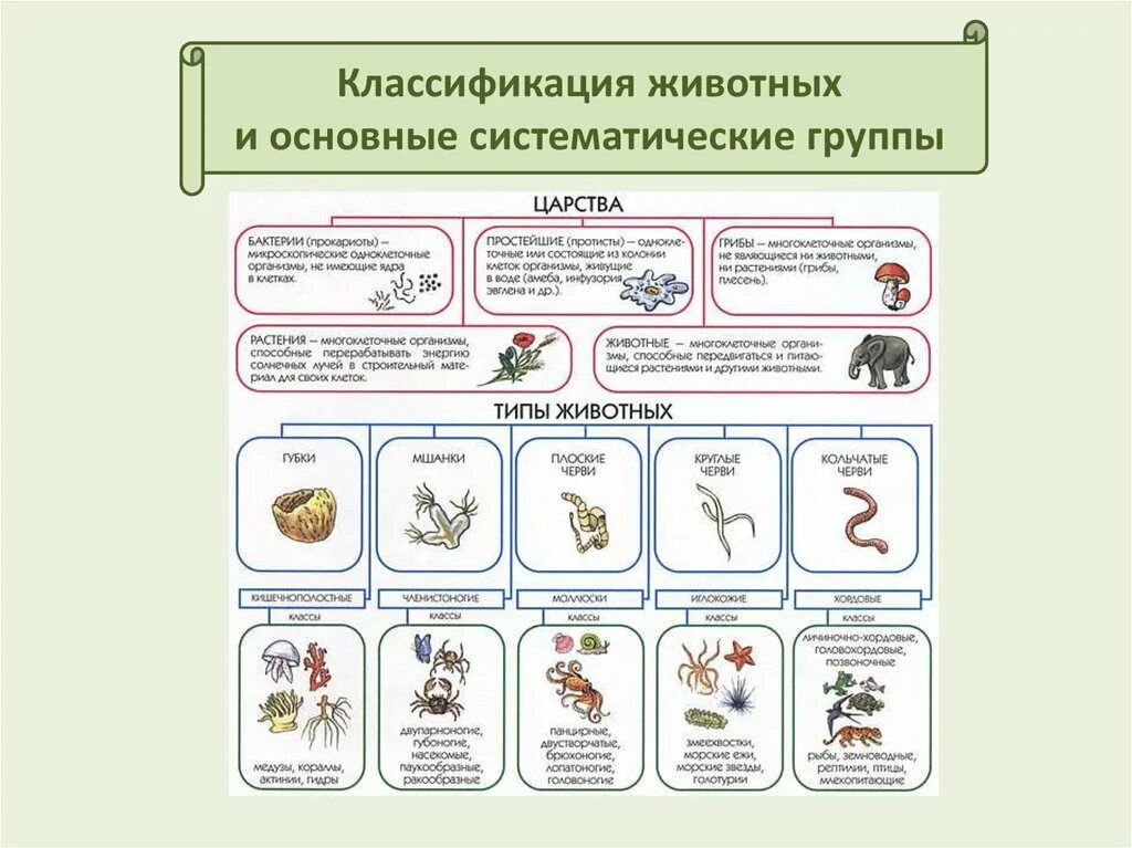 Новая систематика. Систематика и классификация животных 7 класс. Царство животных классификация схема 5 класс биология. Систематика царства животных 7 класс биология. Классификация животного 5 класс биология.