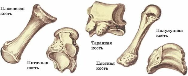 Полулунная кость анатомия. Таранная кость животных. Таранная пяточная кость животного. Плюсневая кость человека.