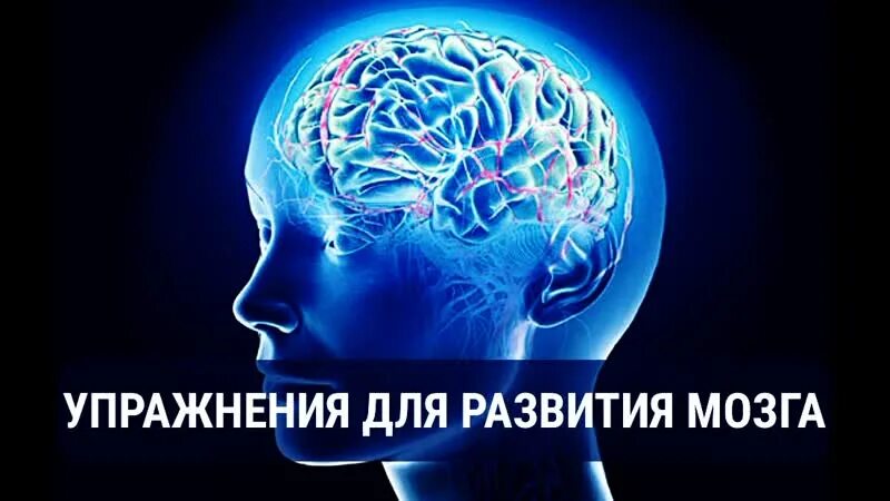 Уровень развития мозга. Занятия для мозга. Упражнения для мозга. Тренировка мозга и памяти. Упражнения нейробики для головного мозга.