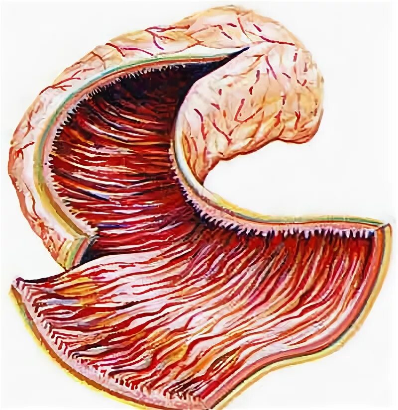 Вырост слизистой оболочки. Мышечная оболочка кишечника. Слизистая оболочка кишечника. Срез тонкой кишки человека. Слизистая оболочка тонкой кишки.