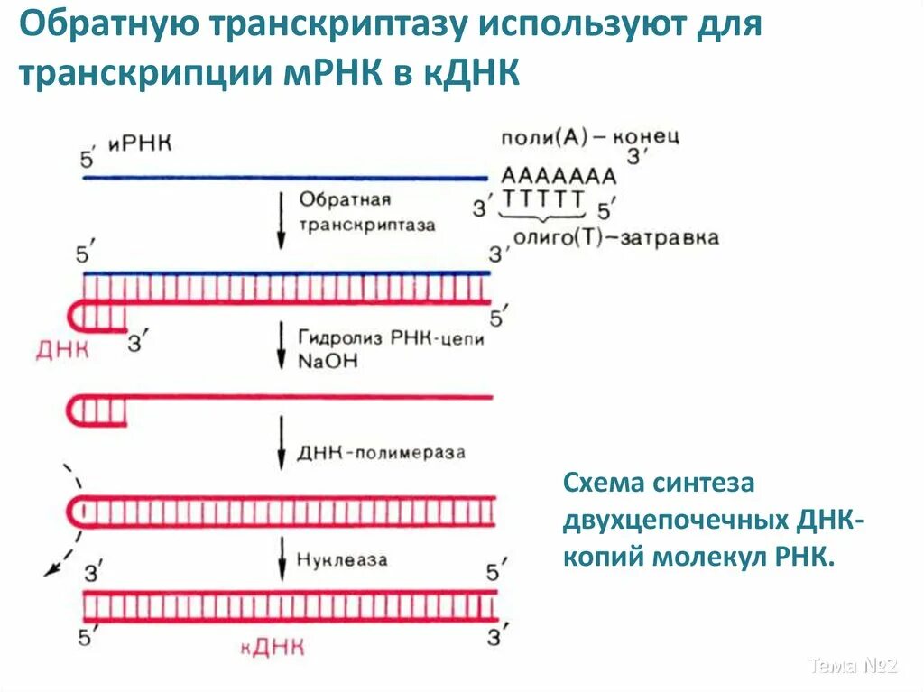 Транскрипция какой фермент. Схема синтеза РНК по матрице ДНК. Обратная транскриптаза Синтез РНК из МРНК. Синтез двухцепочечной ДНК по матрице МРНК обратной транскриптазой. ПЦР С обратной транскрипцией схема.