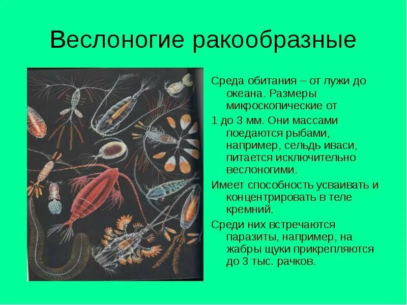 Тест по биологии тип ракообразные