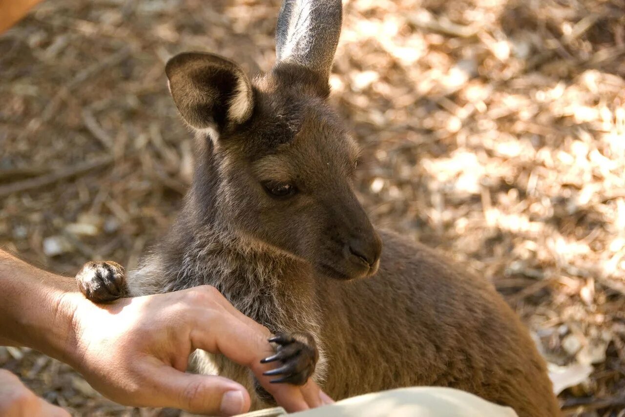 На каком материке находится кенгуру. Самка кенгуру. Австралия заповедник кенгуру. Полосатый кенгуру. Остров кенгуру животные.