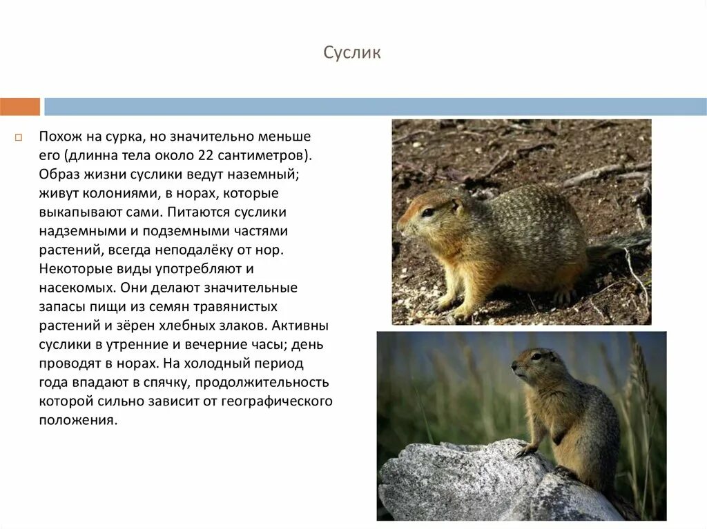 Суслик может не есть и не пить. Суслик может не есть и не пить