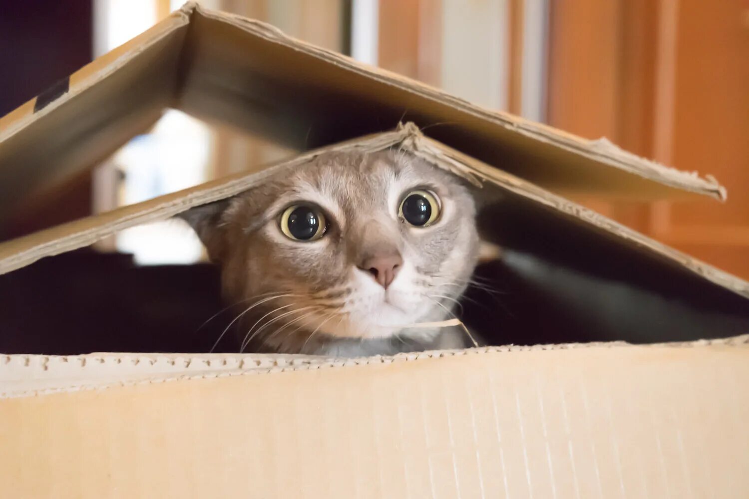 Empty cat