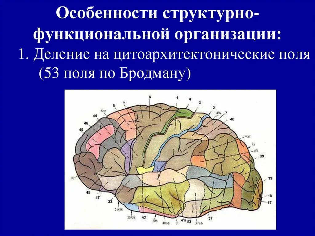 Функциональная организация мозга. Цитоархитектонические поля. Цитоархитектонические поля по Бродману. Структурно функциональная организация. Функциональные особенности мозга